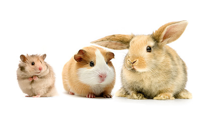 La batte dierenwinkels