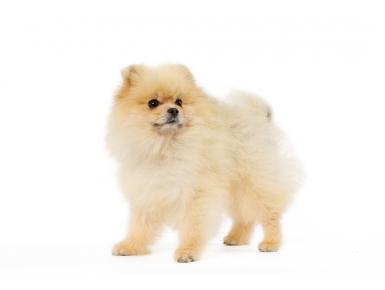 Elevage canin du monde animal